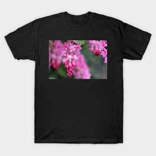 Ribes sanguineum T-Shirt